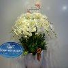 Thuần Khiết - LHD019T 1 019